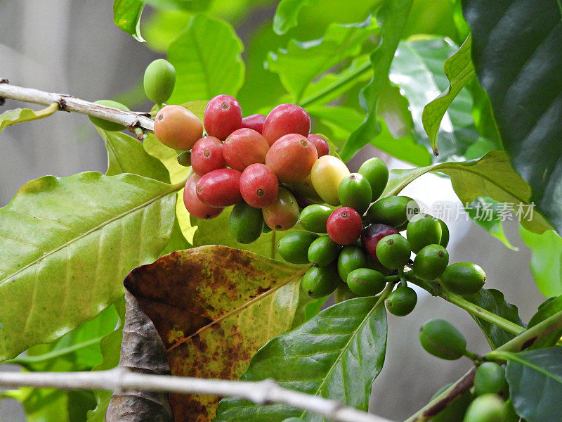 阿拉伯咖啡(Coffea arabica)又称山地咖啡和阿拉比卡咖啡。第一个被种植的咖啡品种。